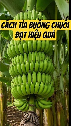 Đừng để chuối còi cọc nếu chưa biết điều này #nôngnghiệp #làmvườn