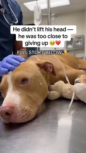 1.1K views · 2.1K reactions | When I saw him on that cold vet table,...