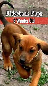 Freya’s 12-Pack | 8-Week-Old Ridgeback Puppies