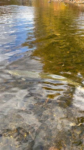 300K views · 2.5K reactions | Naugatuck River Atlantics from Kensington Fish Hatchery. Go get ‘em!! Fish of a lifetime! | Connecticut Fish and Wildlife | Facebook