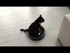 B.C. kitten to receive 'fancy new bionic legs'