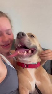 The heat didn’t stop Legacy from try to get as close as she possibly could to me, she just wants to be with people all the time ❤️❤️❤️ alwaysandfurever.org #onlypet #nokids #lovethislittleredbarn #foster #adopt #youcanmakeadifference #notyouraverageshelter #pennylanepups | Always & Furever Midwest Animal Sanctuary