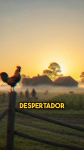 194K views · 7K reactions | Sabes porque motivo o galo canta tão cedo? Vou falar-te sobre este tema no vídeo de hoje. A ciência explica tudo e quero contar-te alguns dos pontos fundamentais que acho que vais gostar de saber. És daqueles que gosta de acordar com o som do galo ou que fica com vontade de o “esganar” porque queres dormir mais um bocado?  | A cientista agrícola | Facebook