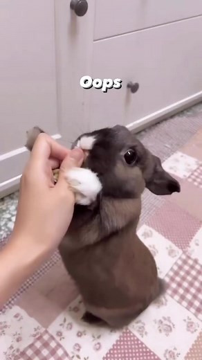 🐰: I’m hungry I can’t wait💨 *He is fine, still running and jumping around🤍*. #rabbit #bunny #funny #fun #viral #reels #pet #cute #fbreels #reelsfb | USA Rabbit Lovers