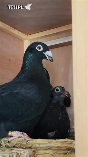 Top Quality Black Diamond birds #blackdiamond #pigeon #racingpigeons #pigeonracing #racer
