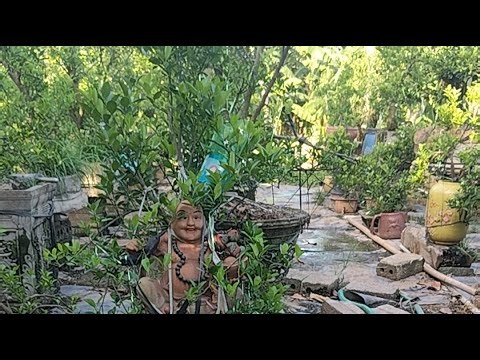 chăm sóc những cây quất cảnh độc lạ Tết 2027#caring for houseplants