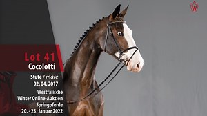 Westfälische Winter-Auktion 2022 - Nr. 4️⃣1️⃣ Cocolotti v. Coupe de Coeur/Conte Bellini Eine Bilderbuch-Tochter aus bestem Hause mit glorreicher Zukunft. 😍 Eine großartige Begabung demonstriert uns diese Springperle des Coupe de Coeur. 👌 Einen dominanten Mutterstamm mit mehreren erfolgreichen Sportpferden und Elitehengsten liegt hier zu Grunde. 🏆 Diese hochattraktive Amazone zeigt eine besondere Grundschnelligkeit mit den passenden Reflexen. Weitere Infos 👉 https://bit.ly/WinterAuktion2022 |