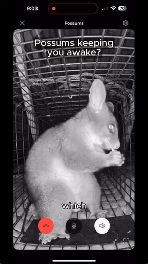 If it sounds like a possum in your roof, it's probably a rat 🤔 But if it sounds like an elephant in your roof, it's most likely a possum (and very unlikely to be an elephant) 😱 Call The Local Guys Pest Control today to get it sorted! 💪 #possums #pestcontrol #aussie | The Local Guys - Pest Control