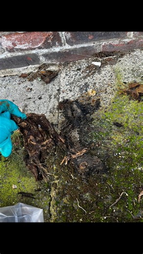 Toilet kept blocking, found roots to be the cause. All working like it should 💪 | Flow-right Drainage