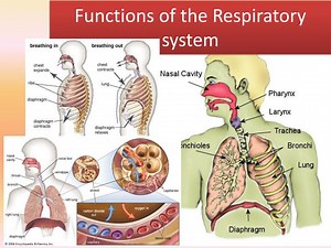 Functions of the Respiratory system - SlideServe
