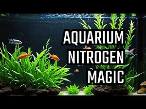 Mastering the Nitrogen Cycle for a Thriving Aquarium