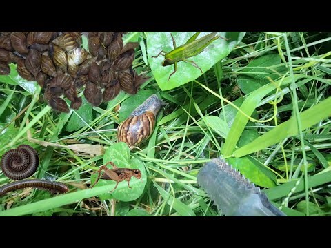 Silence Night, Great Catching Snail, Worm, Cricket And Frog