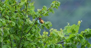 Wildlife - Birds. European Bee-eaters, who like warm climates, establish colonies by making small holes in sand and clay soil walls. They feed on all kinds of flying insects, especially bees.