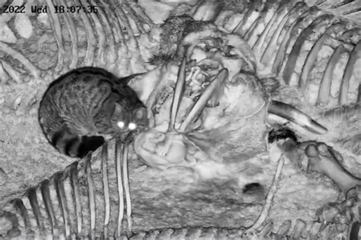 Redak snimak divlje mačke u Srbiji: Živi prikrivenim životom, snimljena noću dok se hrani ostacima životinja