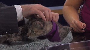 Pet of the Week: Lilac