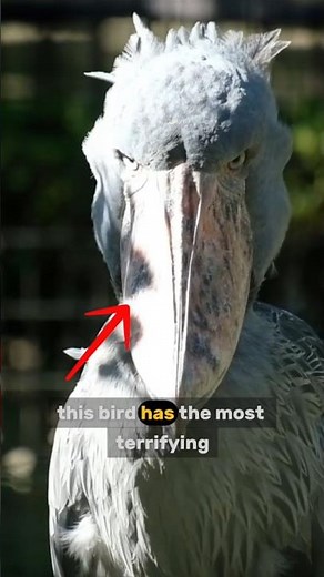 This bird sounds like MACHINE GUN