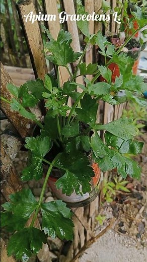 Apium Graveolens L - Celery at Ete Batu #gardening