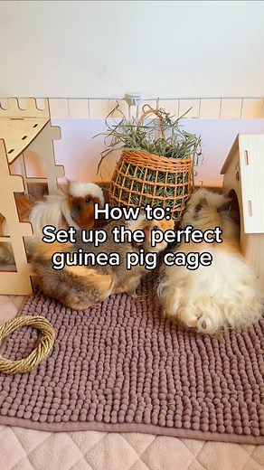 Showing you how to create the perfect guinea pig cage setup thats filled with enrichment, comfort, and so much love 💛 #thepigroom #guineapigs #guineapigcare #guineapigsofinstagram #guineapigcages #cagecleaning #guineapigcage | Thepigroom