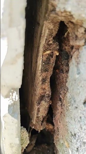 見える場所を塞いでも安心できない…住宅基礎からイエシロアリ発見、巣ごと狙うベイト工法へ