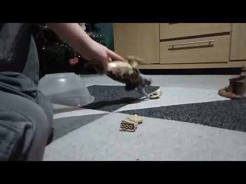 How to build a Lego Triceratops