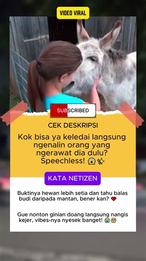 Viral! Keledai Menangis Haru Bertemu Pemilik Lama Setelah Bertahun-tahun Berpisah #shorts