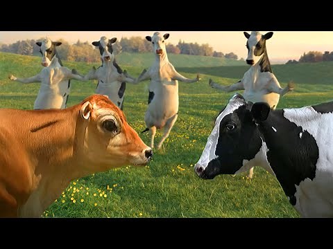 FUNNY COW DANCE │ Cow Dance Song & Amazing Animals (Crazy Official Music Video)