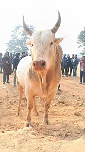 Pait phone u lieh madanso #celebration #memesdaily #reelkarofeelkaro #history | Meghalaya Unique