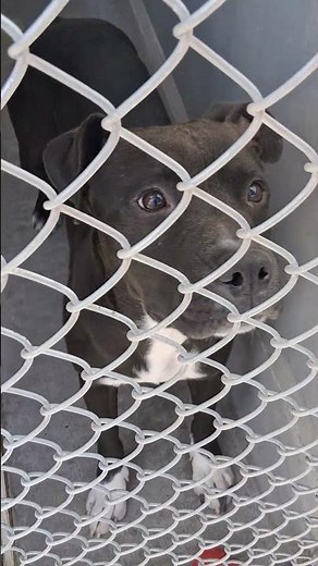 Mastiff Puppy Dropped Off in Critical Condition 💔🐶 Please Help ❤️ #AdoptDontShop