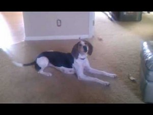 Treeing Walker Coonhound talking