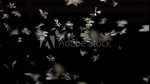 flying insect dark night, Mayfly flying around the light