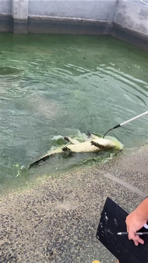 Controlled Electrocution: The Method for Rendering Crocodiles Unconscious on Farms 👀