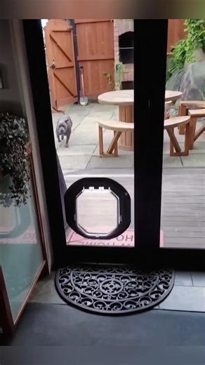 Hilarious Bad Dog Moments That Will Make You Laugh