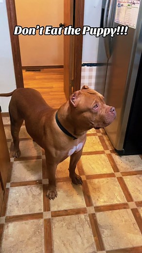 XXL AMERICAN BULLY HELPS ALLI BATH THE PUPPY #xxlbully #dogsoftiktok #puppiesoftiktok #fyp #americanbully #dogtraining #youpage #xlbully