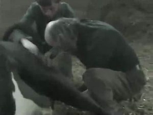 Une vache donne naissance à un homme