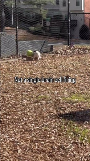 FRENCHIES ARE THE NEW AIR BUD