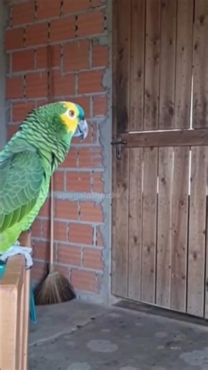 🦜🦜 THIS PARROT IS AMAZING 🫢 #parrot #viral #memes #humor #comedy