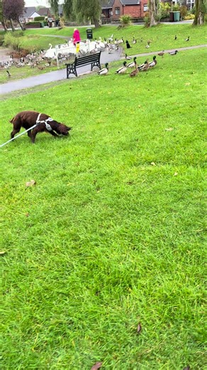 🎥 Real life training moment with Bunny 🐾 I wanted to share this little video to show just how important management and training for the situation really are. Many of my clients I’ve seen over the past few weeks have heard me talk about the tricky time I’ve been having with Bunny and her recall during her adolescent phase. We had a particularly tough walk at our local duck pond — she completely ignored me and couldn’t disengage from the ducks. It was one of those moments that really knocks your