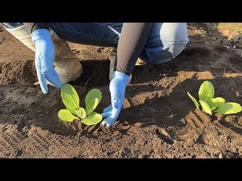 【白菜栽培】白菜の育て方は苗の植え方が肝心 21/9/22