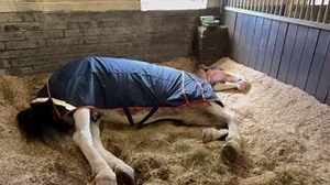 After a busy week on the beat, PH Glenluce makes the most of a good lie in when they can! 🔊 You'll need the sound on for this video... | Police Scotland