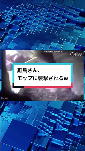 #おもしろ動画 #ほっこり動画 #funnyvideos #犬のいる生活 #猫のいる暮らし