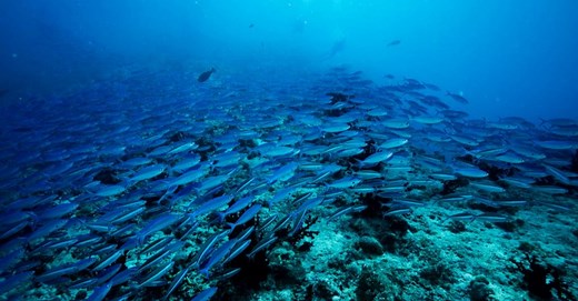 SDGsの目標14「海の豊かさを守ろう」で問題とされる「過剰漁業」とは | gooddoマガジン｜寄付・社会課題・SDGsに特化した情報メディア