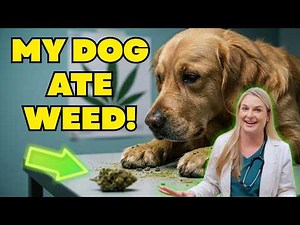 Marijuana Toxicity Symptoms Explained in Dogs! | Help Hotline! Vet Dr. Lindsay Butzer Explains