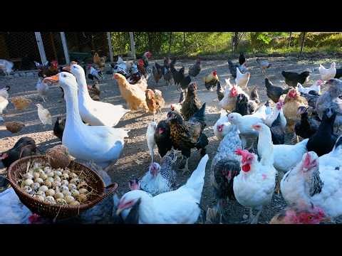 Quail Farming & Organic Quail Egg Collection - Free Range Chicken Farming -Farm Life & Animal Sounds