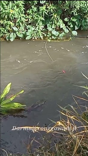 Mancing Ikan Uceng Tercepat #shortsviral