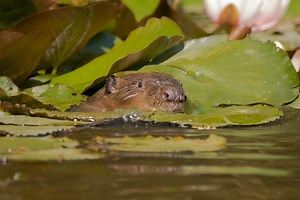 Cornwall Beaver Project | Cornwall Wildlife Trust