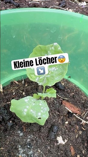 Flea beetles in my garden bed? This helped me! 🪲🌿