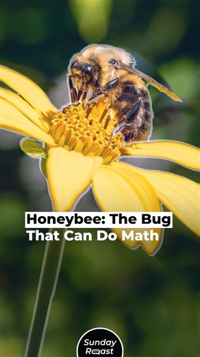 456 reactions · 240 shares | Honeybee: The Bug That Can Do Math | Sunday Roast | Facebook