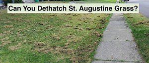 Can You Dethatch St. Augustine Grass? (Risks and Precautions )
