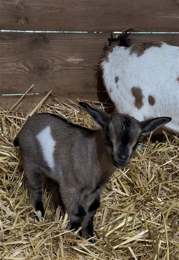 Zoo Burgas (@zoo_burgas)’s videos with original sound - highschool simulator