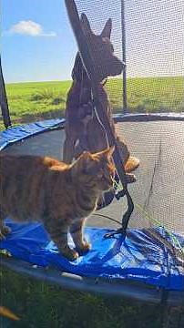 belgian Malinois l’évolution du caractère au fil des années. #belgianmalinois #malinois